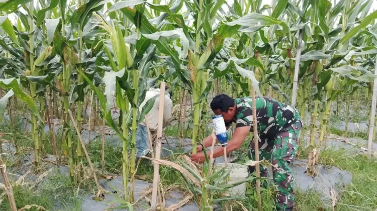 Babinsa dan Warga Bersihkan Gulma Tanaman Jagung