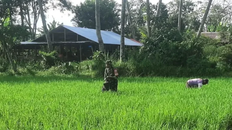Babinsa Akabiluru Dampingi Warga Rawat Tanaman Padi