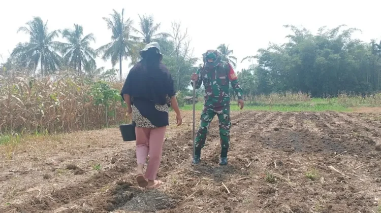 Babinsa Dorong Produktivitas Warga Lewat Budidaya Jagung