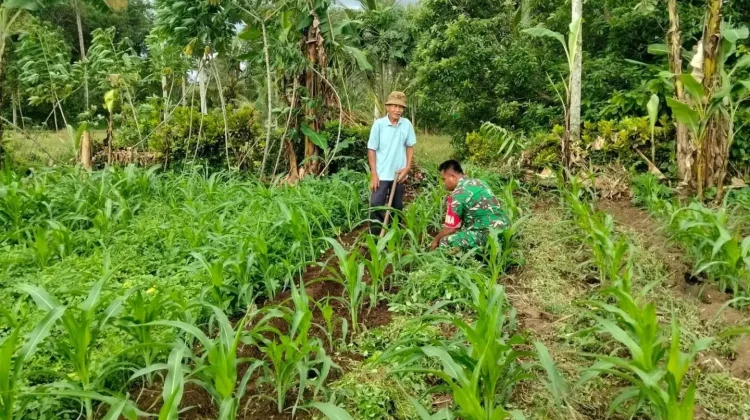 Babinsa Suliki Dampingi Warga Perawatan Rutin Tanaman Jagung