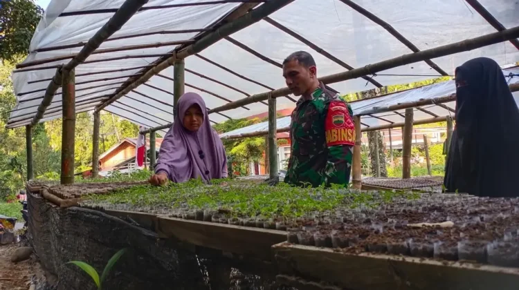 Babinsa Akabiluru Dampingi Warga Rawat Bibit Cabai