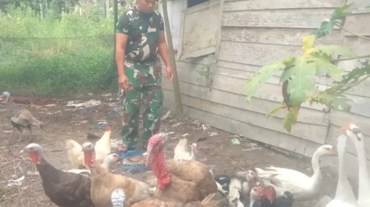 Babinsa Koramil Suliki Tekuni Budidaya Bebek Sebagai Kegiatan Inovatif