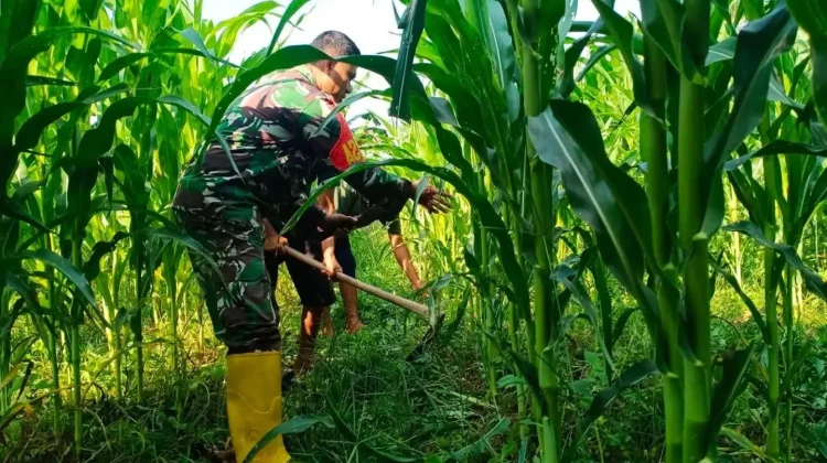 Babinsa Koramil 03 Suliki Rawat Tanaman Jagung Dukung Ketahanan Pangan