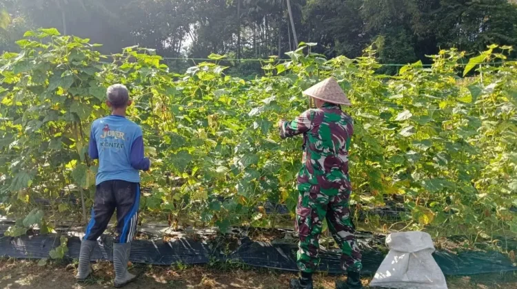 Babinsa Dan Warga Panen Timun Dorong Ekonomi Produktif di Payakumbuh