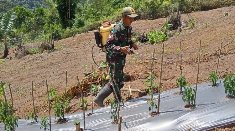 Babinsa Koramil 03 Suliki Dampingi Perawatan Tanaman Cabai Dorong Ekonomi Warga