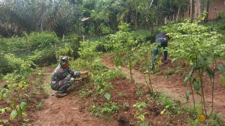 Babinsa Koramil 05 Harau Dorong Produktivitas Pertanian lewat Perawatan Tanaman