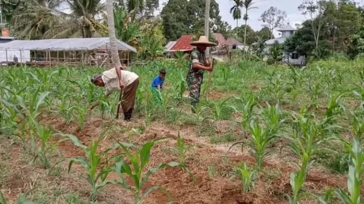 Babinsa Koramil 08 Akabiluru Dampingi Rawat Jagung Warga