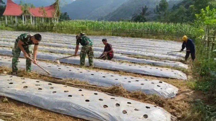 Satgas TMMD Ke-129 Siapkan Lahan Tanam Terong