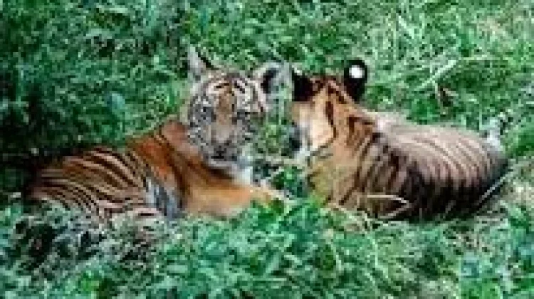 TMSBK Bukittinggi Rawat Sembilan Ekor Harimau Sumatera