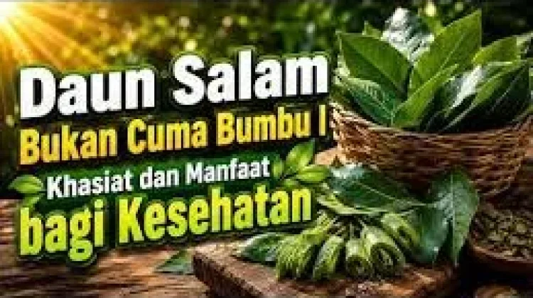 Daun Salam dan Manfaatnya untuk Kesehatan