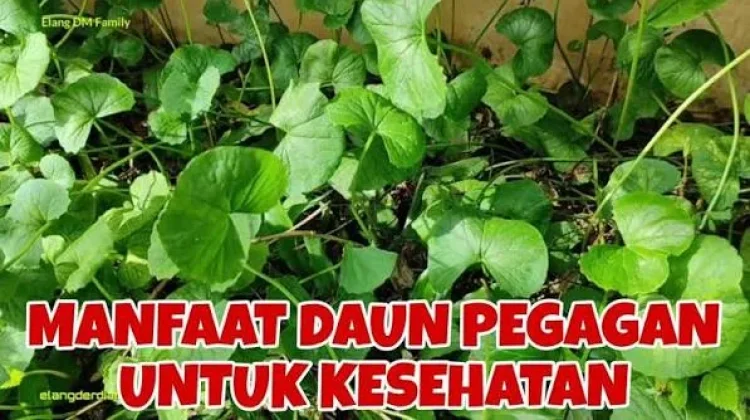 Mengenal Manfaat Daun Pegagan bagi Kesehatan Kulit