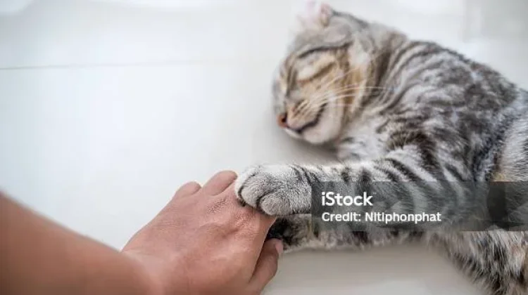 Beberapa Penyakit Disebabkan Bulu Kucing