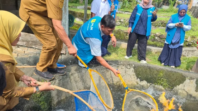 PLN Salurkan CSR Rp106,5 Juta untuk Budidaya Ikan Mas di Lubuk Basung