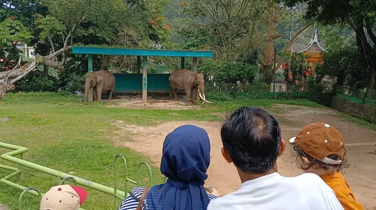 Gajah Zidan Dirantai, Ini Penjelasan Kadis Pariwisata Bukittinggi
