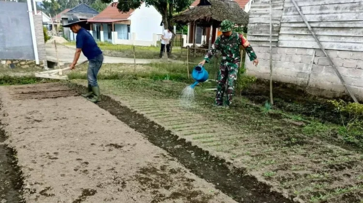 Babinsa Harau Dampingi Warga Rawat Kebun Kangkung 400 Meter