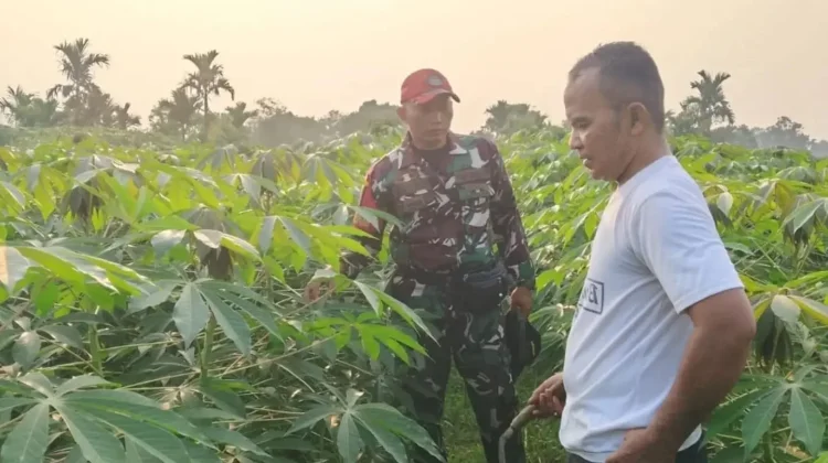 Babinsa Harau Turun Langsung Bersihkan Gulma Tanaman Ubi
