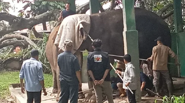 Wako Ramlan Jelaskan Kondisi Gajah Zidan yang Viral di Media Sosial