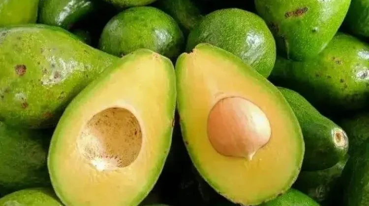 Alpukat Merupakan Buah yang Memiliki Rasa Nikmat, dan Khas