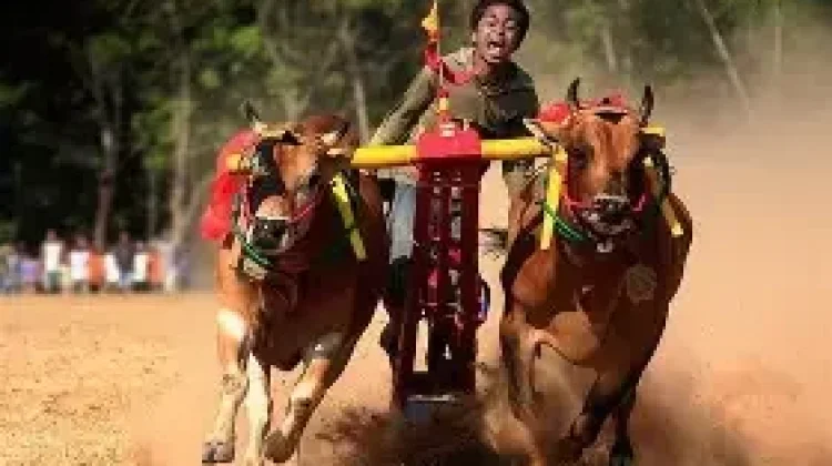 Mengenal Karapan Sapi, Tradisi Balap Sapi yang Menjadi Identitas Madura