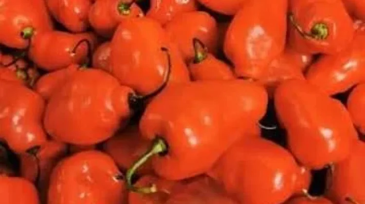 Lado Kambuik Sambal Tradisonal Minangkabau Pedas Menggugah Selera