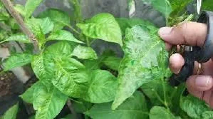 Cara Mengatasinya Daun Cabai Keriting