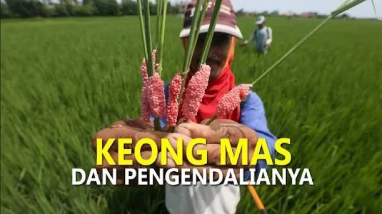 Menangani Hama Keong pada Padi