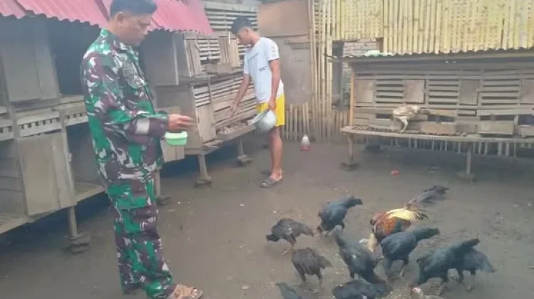 Babinsa Payakumbuh Dampingi Warga Pakan Ayam Kampung
