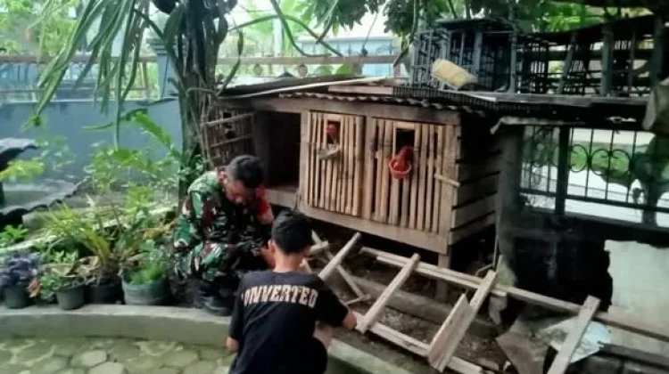Babinsa Harau Dampingi Warga Rawat Ayam Kampung