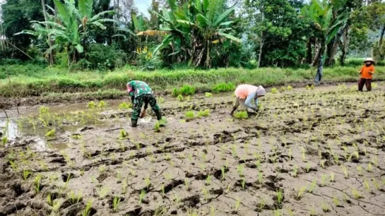 Babinsa Akabiluru Dampingi Warga Tanam Padi Sawah