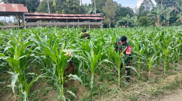 Babinsa Suliki Bantu Warga Rawat Tanaman Jagung