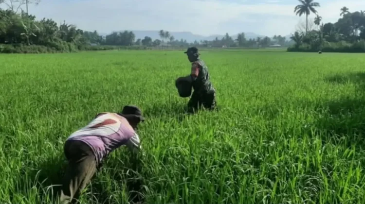 Babinsa Akabiluru Dampingi Warga Pupuk Tanaman Padi