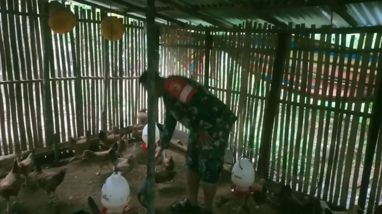 Babinsa Suliki Kembangkan Budidaya Ayam Petelur Elba