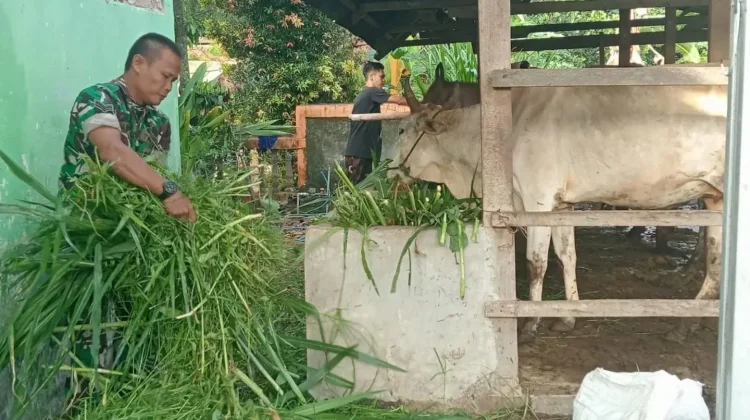 Babinsa Payakumbuh Bantu Warga dengan Usaha Ternak
