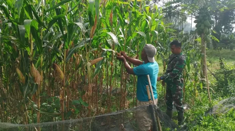 Babinsa Payakumbuh Bantu Warga Rawat Jagung