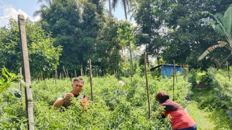 Babinsa Suliki Dampingi Warga Panen Cabai Produktif