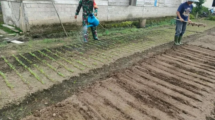 Babinsa Harau Dampingi Warga Rawat Kebun Kangkung