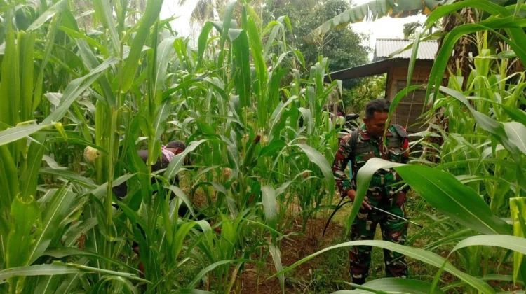 Perkuat Ketahanan Pangan Babinsa Suliki Rawat Jagung