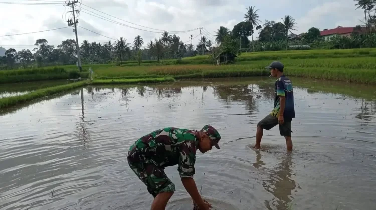 Babinsa Akabiluru Bantu Warga Siapkan Lahan Padi