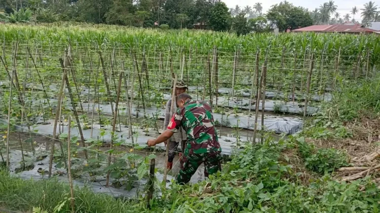 Babinsa Payakumbuh Bantu Warga Rawat Tanaman Timun