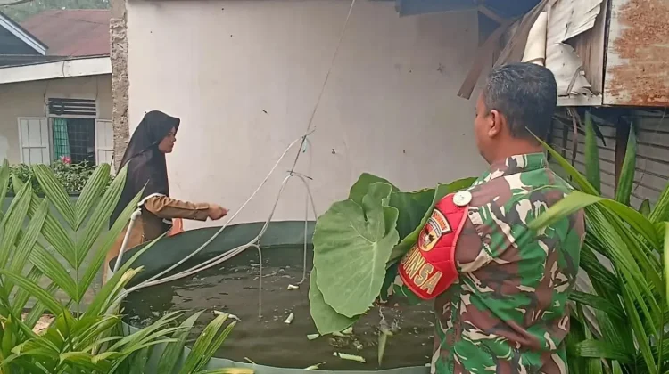 Babinsa Payakumbuh Dorong Budidaya Nila Pakan Daun Talas