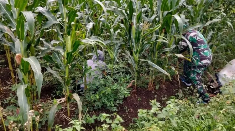 Babinsa Suliki Dampingi Perawatan Tanaman Jagung Warga