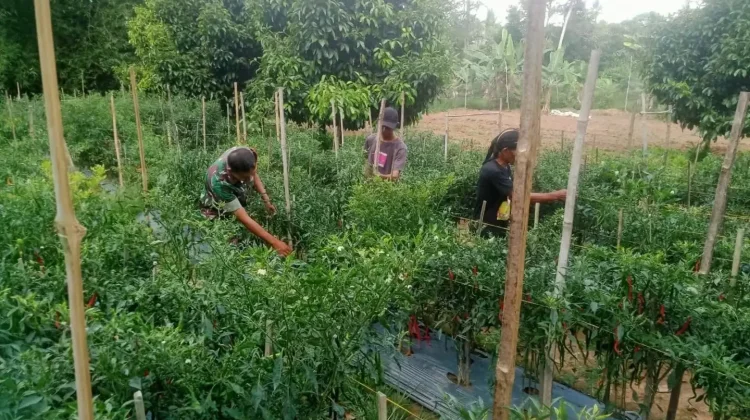 Babinsa Suliki Rawat Cabai Merah Seluas 600 Meter