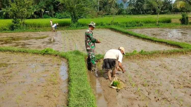 Babinsa Akabiluru Dampingi Warga Tanam Padi Sawah