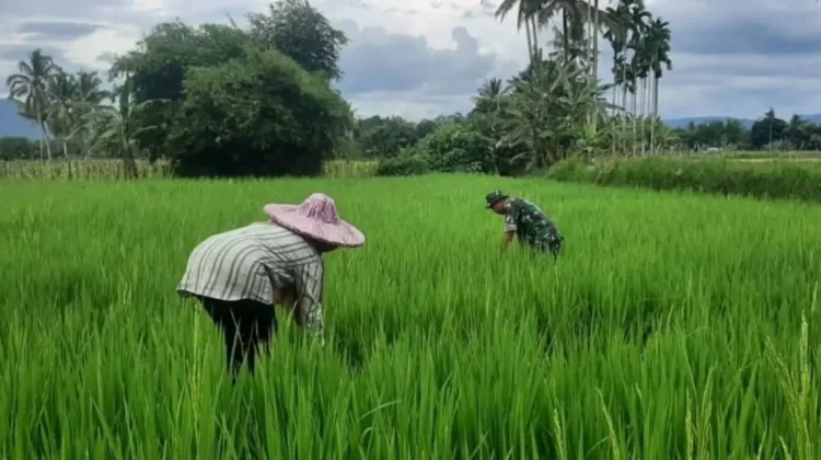 Babinsa Akabiluru Bantu Petani Siangi Gulma Padi