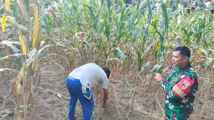 Babinsa Suliki Rawat Tanaman Jagung Bersama Warga