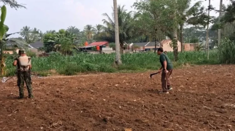 Babinsa Akabiluru Dampingi Warga Rawat Tanaman Jagung