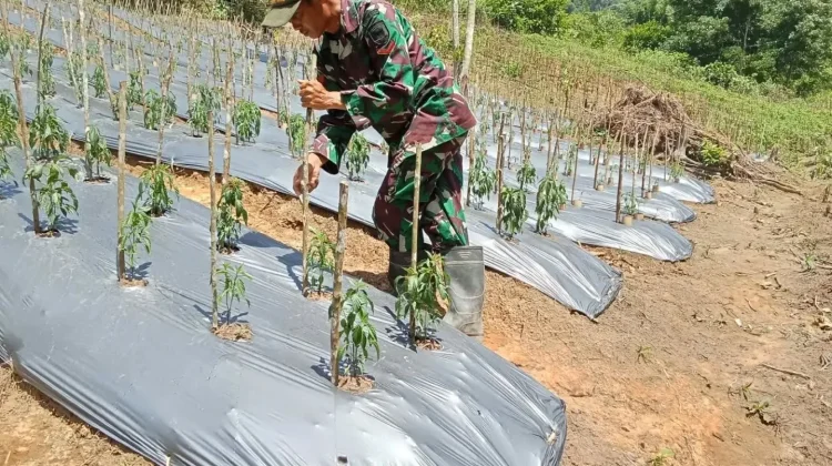 Babinsa Suliki Dampingi Warga Rawat Tanaman Cabai