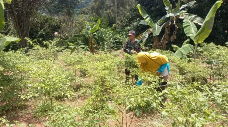 Babinsa Harau Dampingi Warga Rawat Cabai Rawit