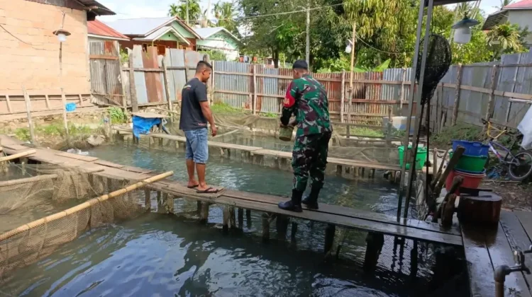Babinsa Payakumbuh Bantu Warga Budidaya Ikan Nila