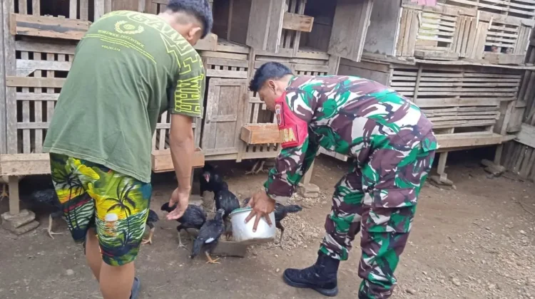 Babinsa Payakumbuh Dorong Warga Budidaya Ayam Kampung